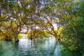 جنگل حرا قشم