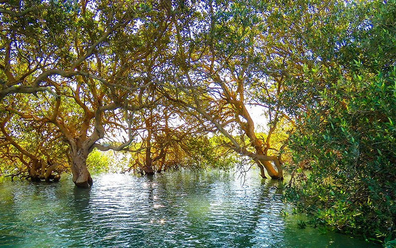 جنگل حرا قشم